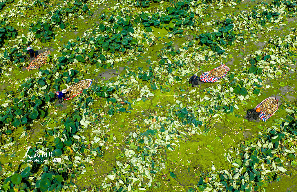 安徽庐江：花香藕 田头香【3】