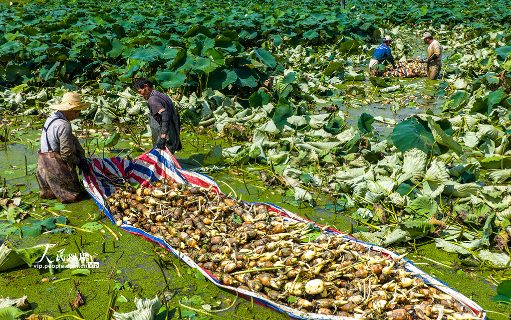 安徽庐江：花香藕 田头香【4】