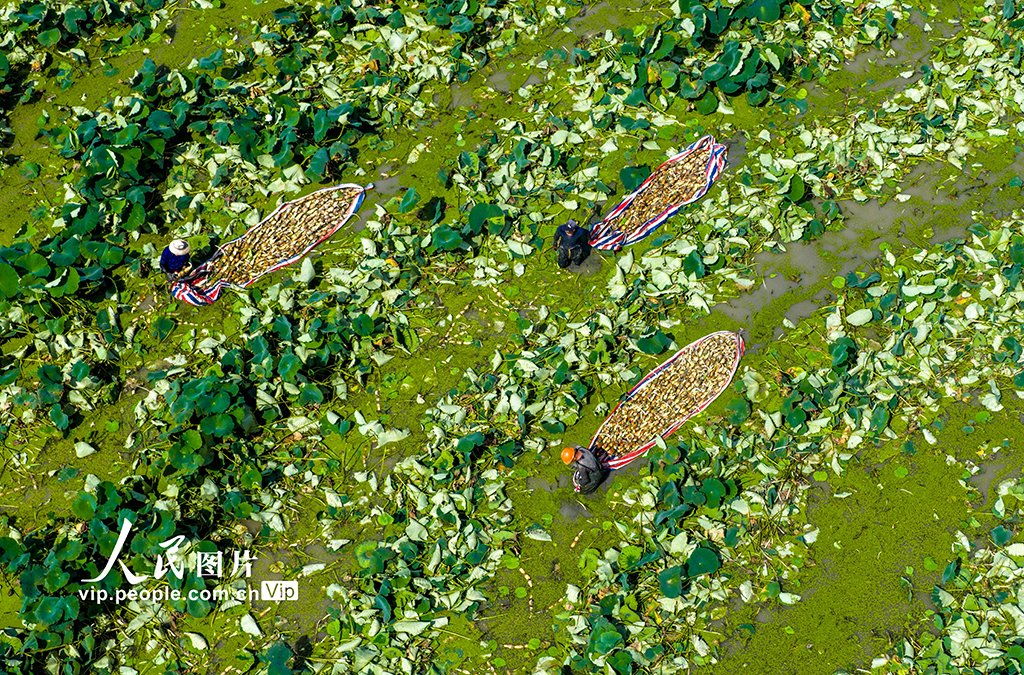 安徽庐江：花香藕 田头香【5】