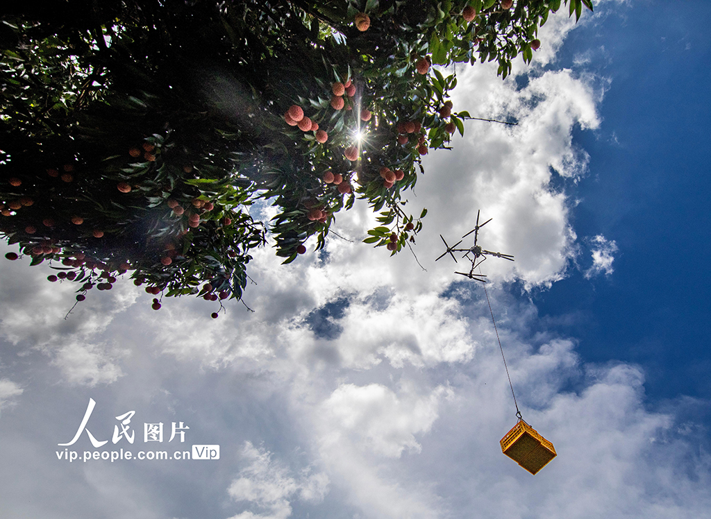 广东高州：荔枝采收【2】