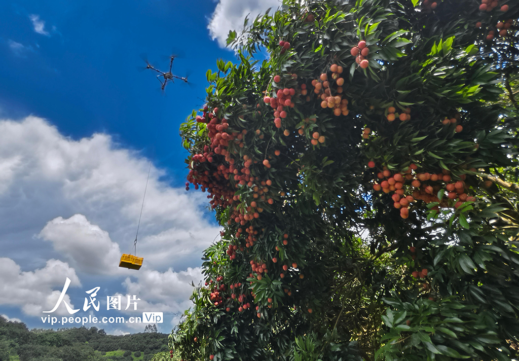 广东高州：荔枝采收【4】