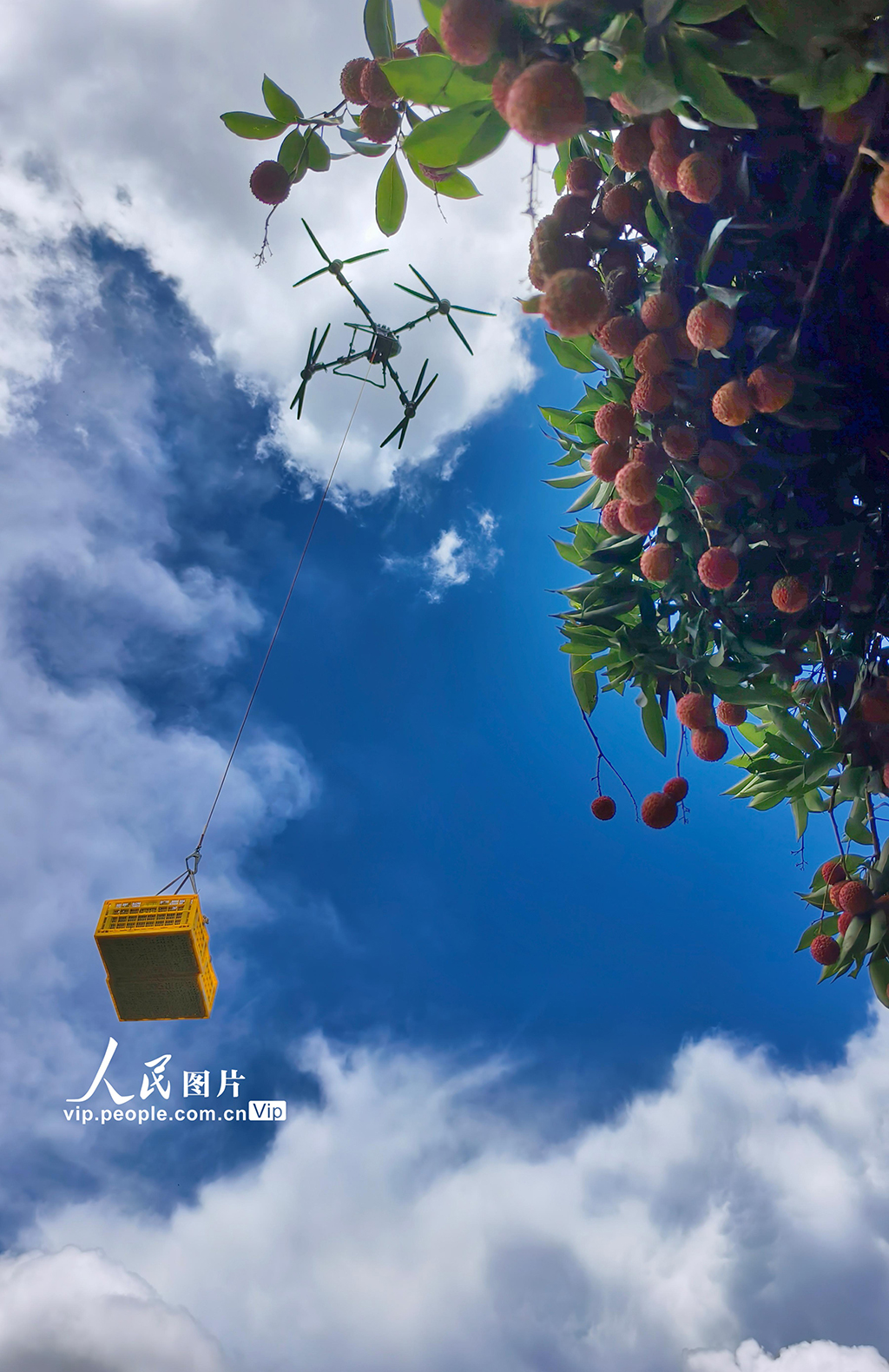 广东高州：荔枝采收【5】