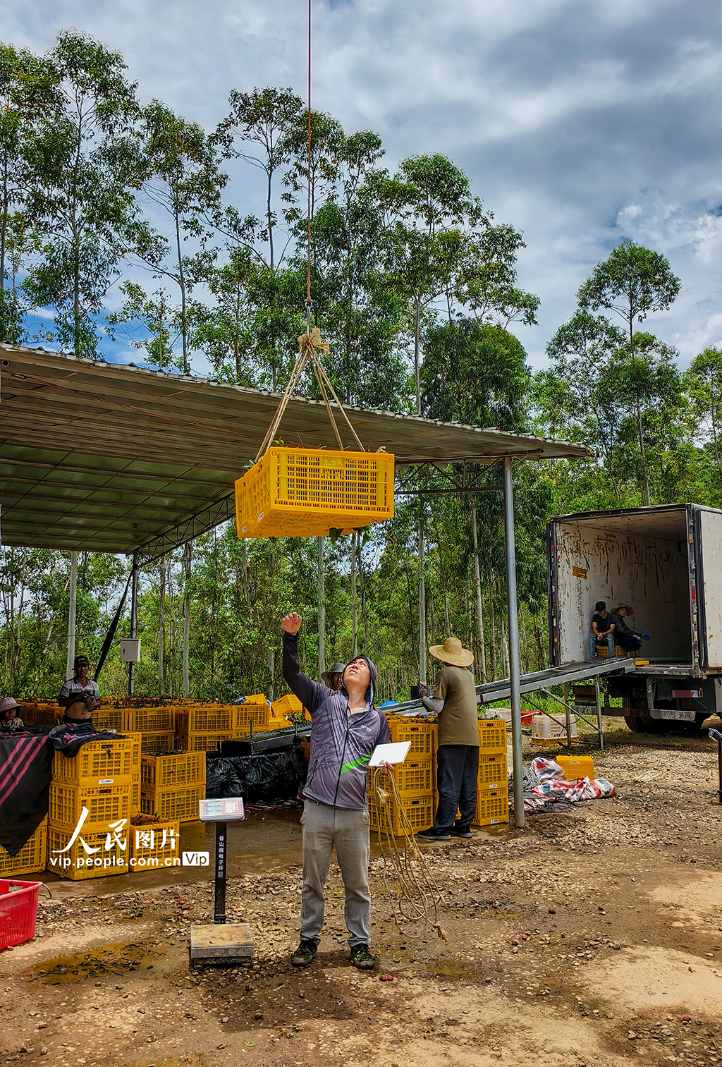 广东高州：荔枝采收【7】