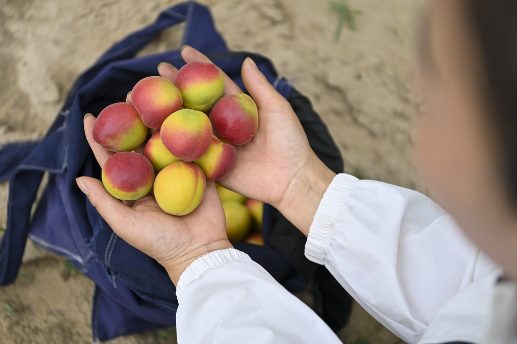 山西省吕梁市兴县蔡家崖村村民展示刚采摘的红梅杏（7月1日摄）。新华社记者 杨晨光 摄