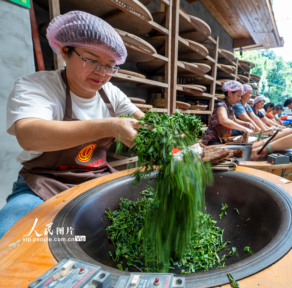 广西苍梧：制茶技能培训促就业【3】