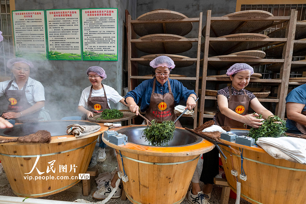 广西苍梧：制茶技能培训促就业【2】