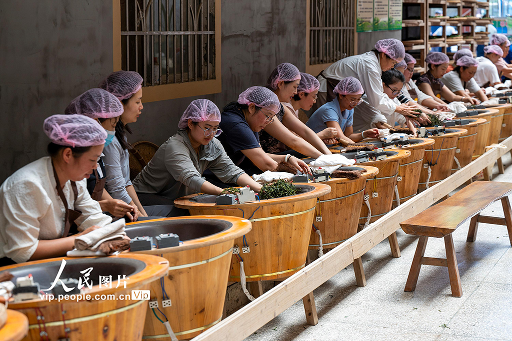 广西苍梧：制茶技能培训促就业【4】