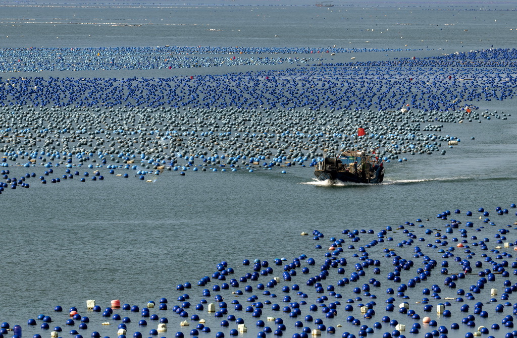 一艘海上作业渔船在连江县黄岐半岛海域海洋牧场中穿梭（7月3日摄）。