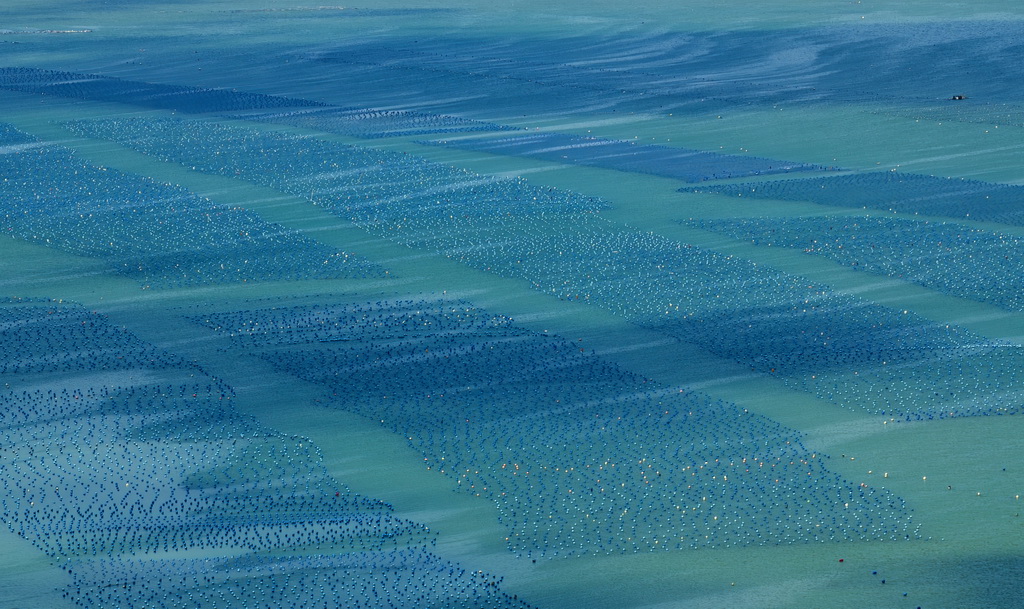 在连江县黄岐半岛海域海洋牧场里，海面波光粼粼，光影下的浮球层层叠叠，织就一幅美丽画卷（7月3日摄，无人机照片）。