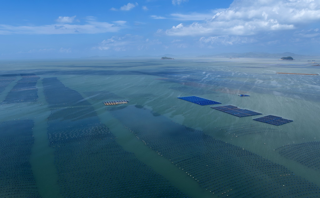 这是连江黄岐半岛海域海投国家级海洋牧场全景（7月3日摄，无人机照片）。