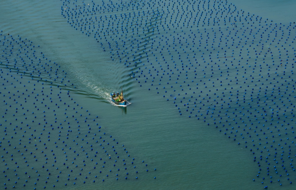 一艘海上作业渔船穿梭在连江黄岐半岛海域海投国家级海洋牧场中（7月3日摄，无人机照片）。