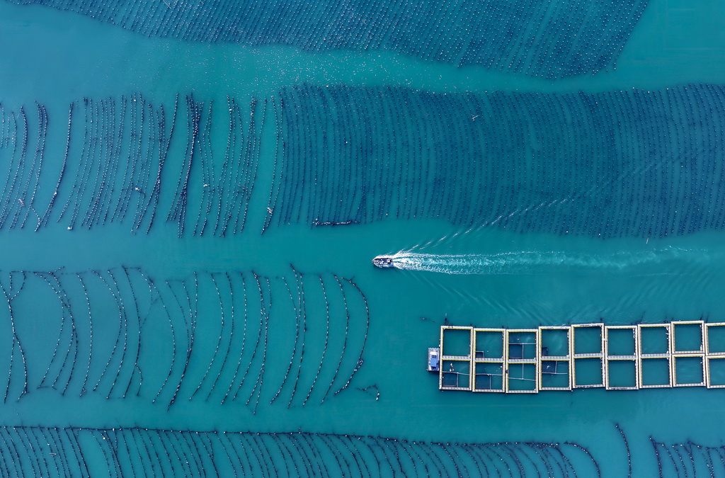  一艘海上作业渔船在连江县黄岐半岛海域海洋牧场中穿行（7月3日摄，无人机照片）。