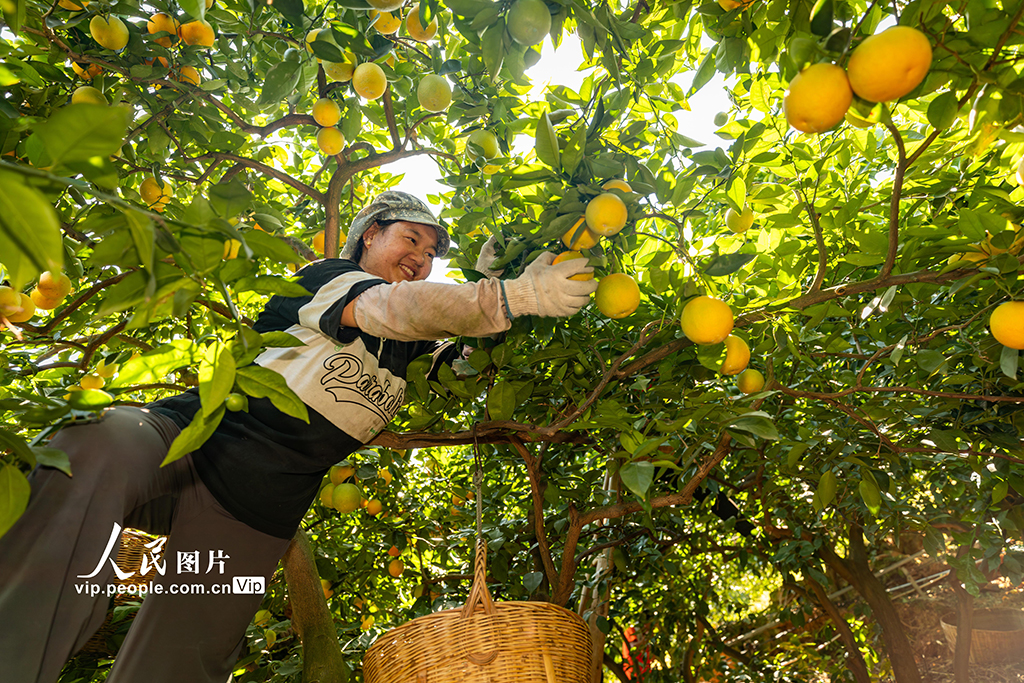 湖北秭归:采摘夏橙 供应市场【3】