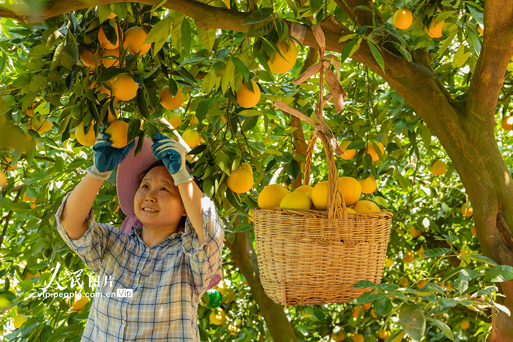 湖北秭归：采摘夏橙 供应市场【4】
