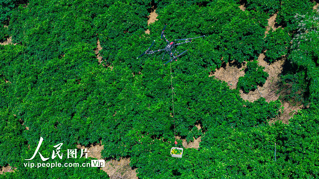 湖北秭归：采摘夏橙 供应市场【5】