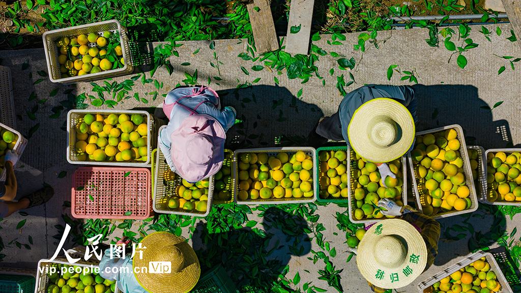 湖北秭归：采摘夏橙 供应市场【6】