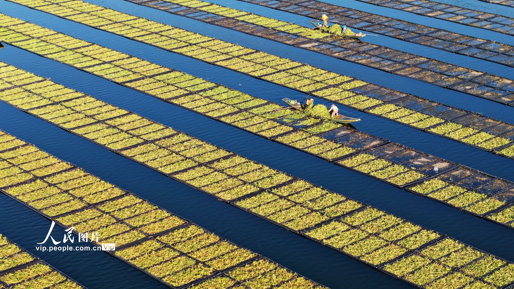 浙江淳安：生态浮岛“夏种”忙【2】