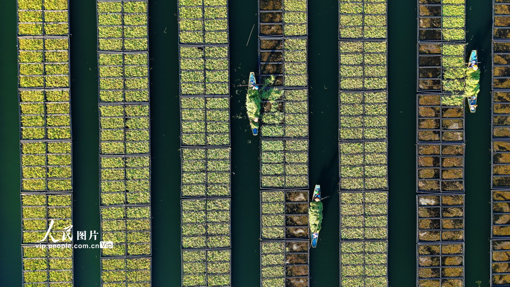 浙江淳安：生态浮岛“夏种”忙【4】