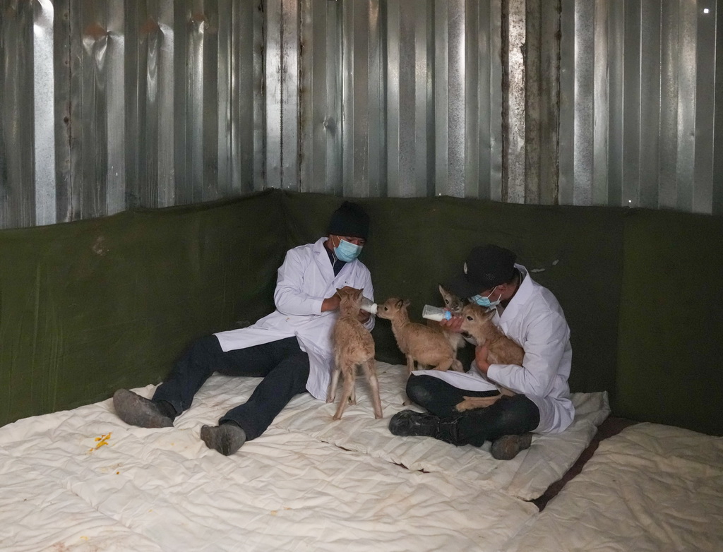 巡山队员在可可西里卓乃湖保护站给救助的小藏羚羊喂奶（7月2日摄）。