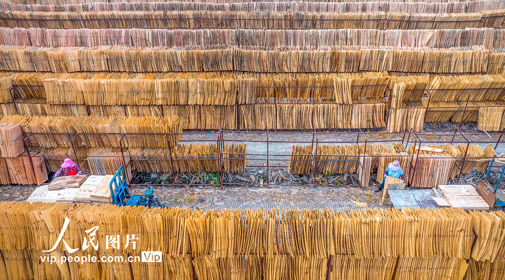 江苏沭阳：晾晒板材【3】