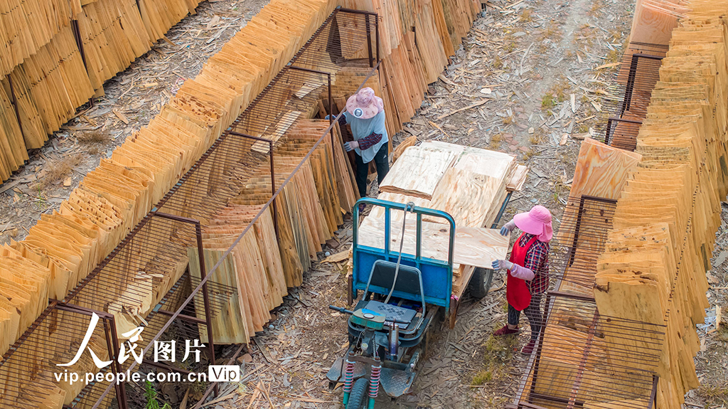 江苏沭阳：晾晒板材【5】