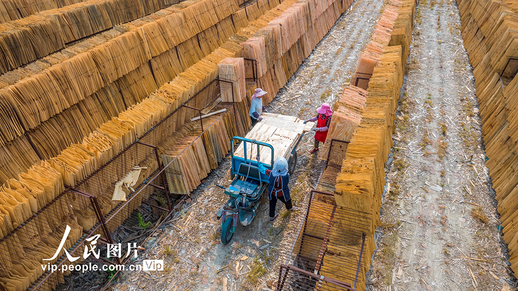 江苏沭阳：晾晒板材【6】