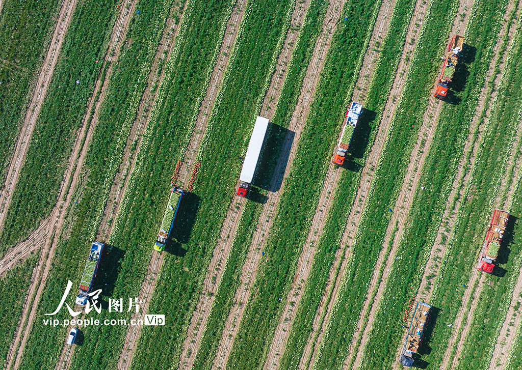 新疆昌吉：西瓜畅销【6】