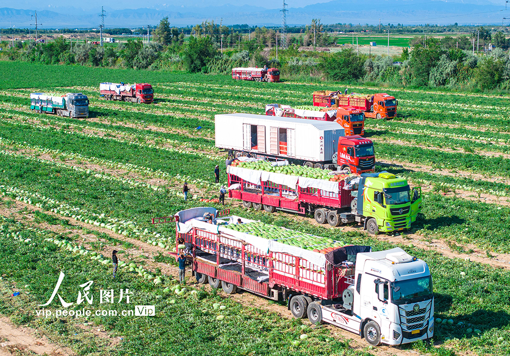 新疆昌吉：西瓜畅销【4】