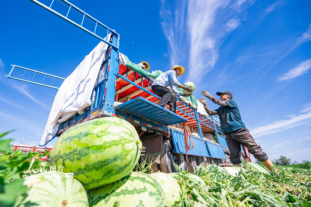 新疆昌吉：西瓜畅销【2】