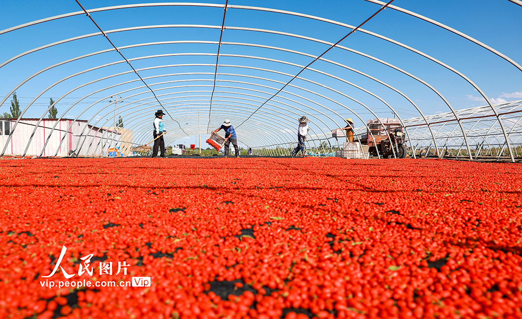甘肃金塔：枸杞丰收【4】