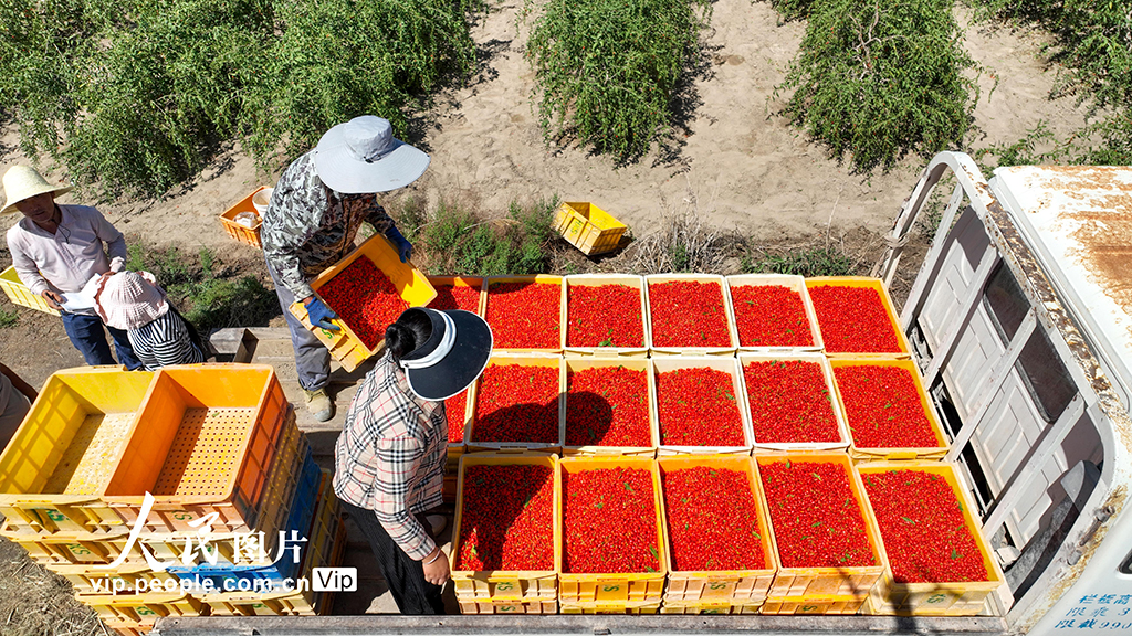 甘肃金塔：枸杞丰收【5】