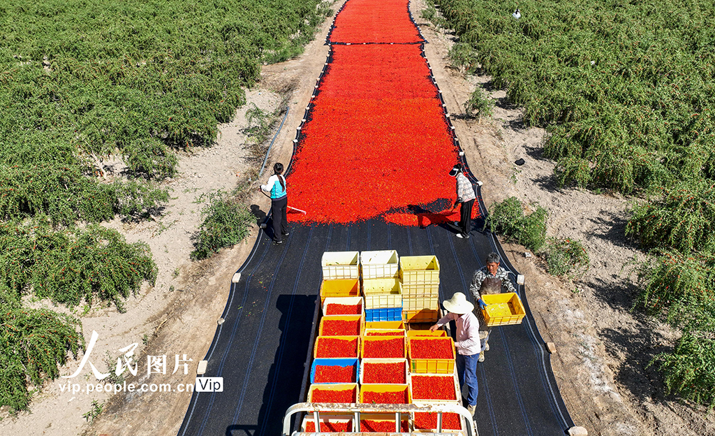 甘肃金塔：枸杞丰收【2】