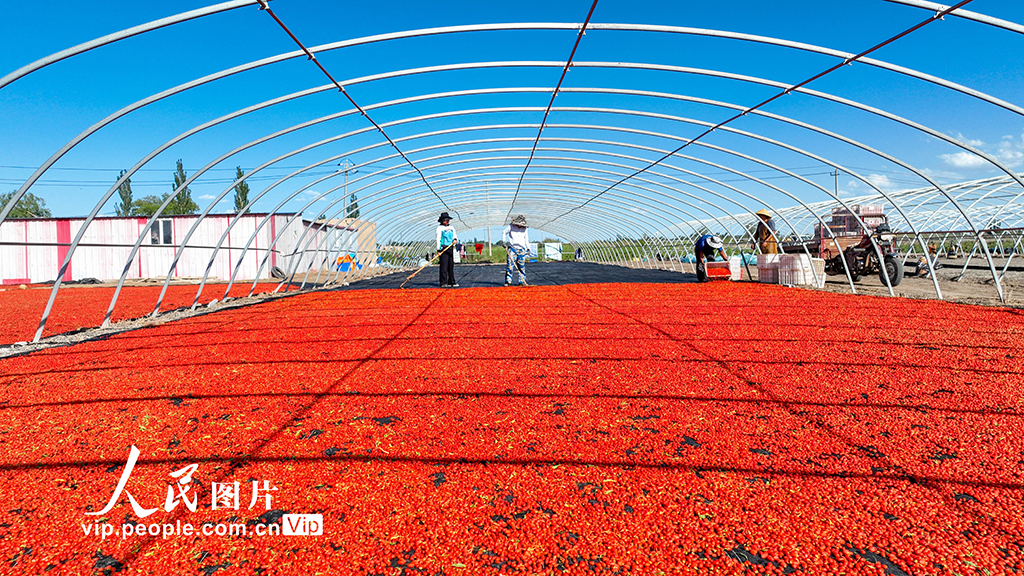 甘肃金塔：枸杞丰收【3】