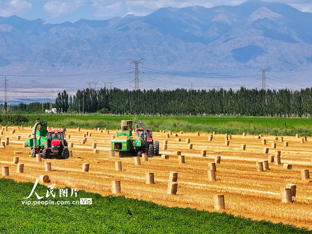 麦秸回收 环保增收【4】