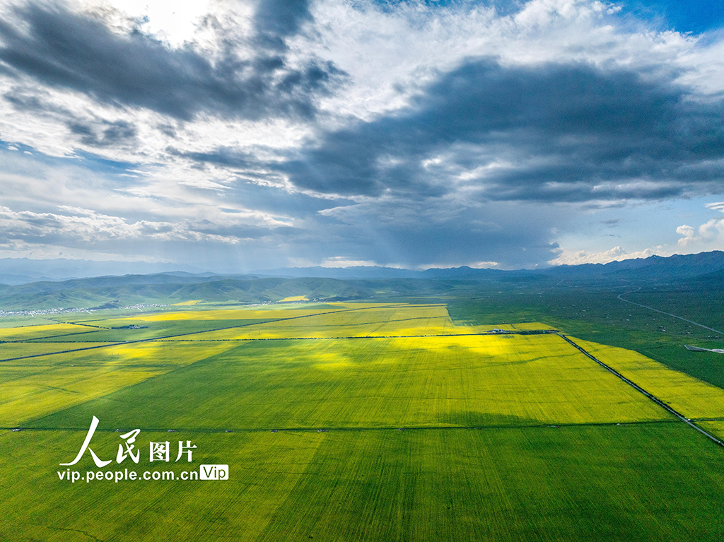 青海门源：油菜花开【2】