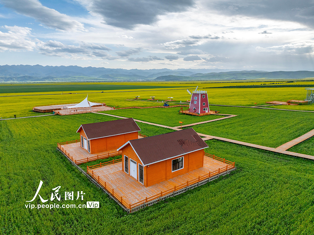 青海门源：油菜花开【5】