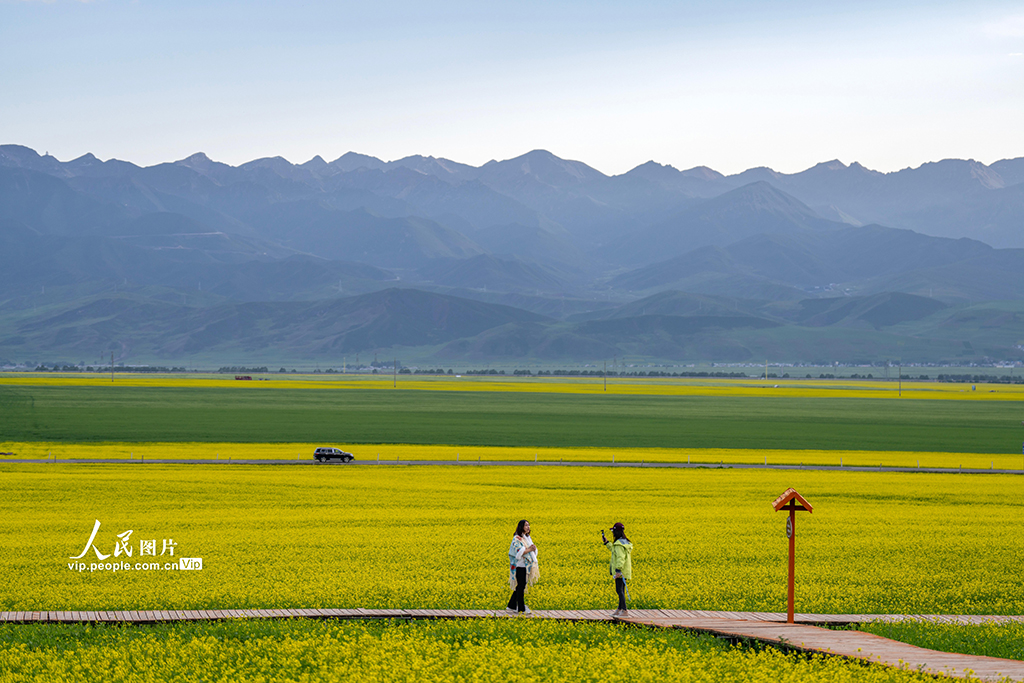 青海门源：油菜花开【6】