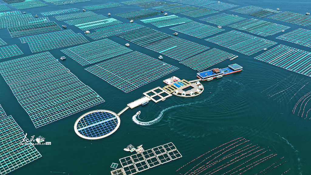 山东荣成：海洋牧场“唱响”海上渔歌【2】