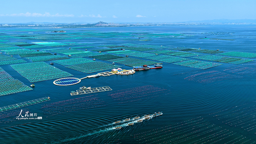 山东荣成：海洋牧场“唱响”海上渔歌【3】