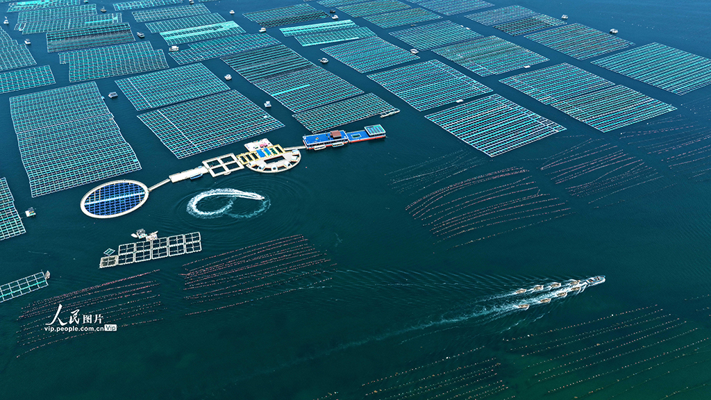 山东荣成：海洋牧场“唱响”海上渔歌【4】