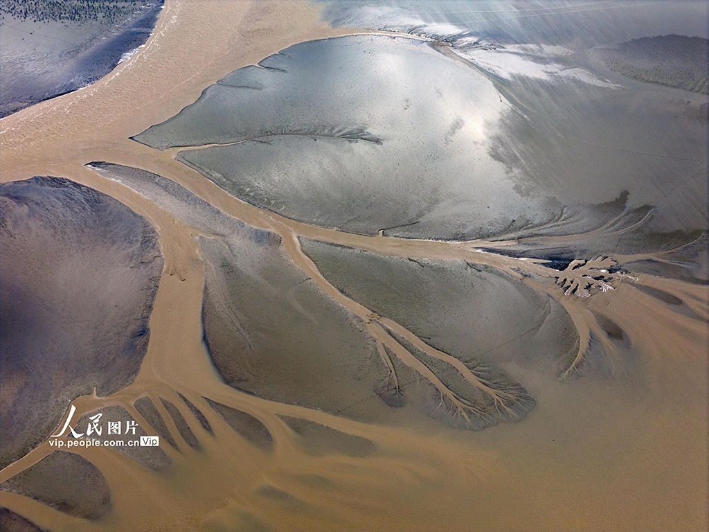 江苏盐城：黄海湿地现“潮汐树”景观【3】