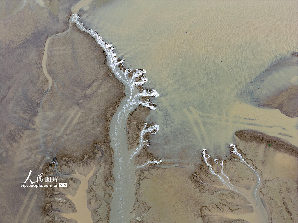 江苏盐城：黄海湿地现“潮汐树”景观【7】