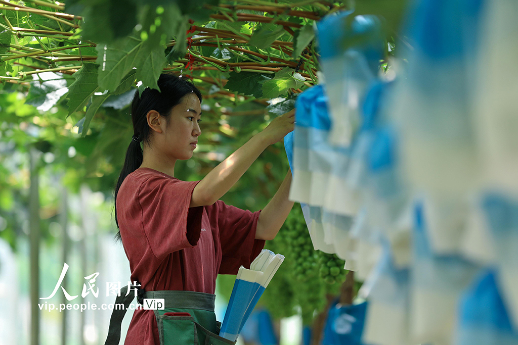 云南陆良：葡萄园里劳作忙【4】