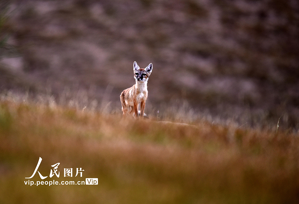 新疆伊宁：狐狸嬉戏【3】