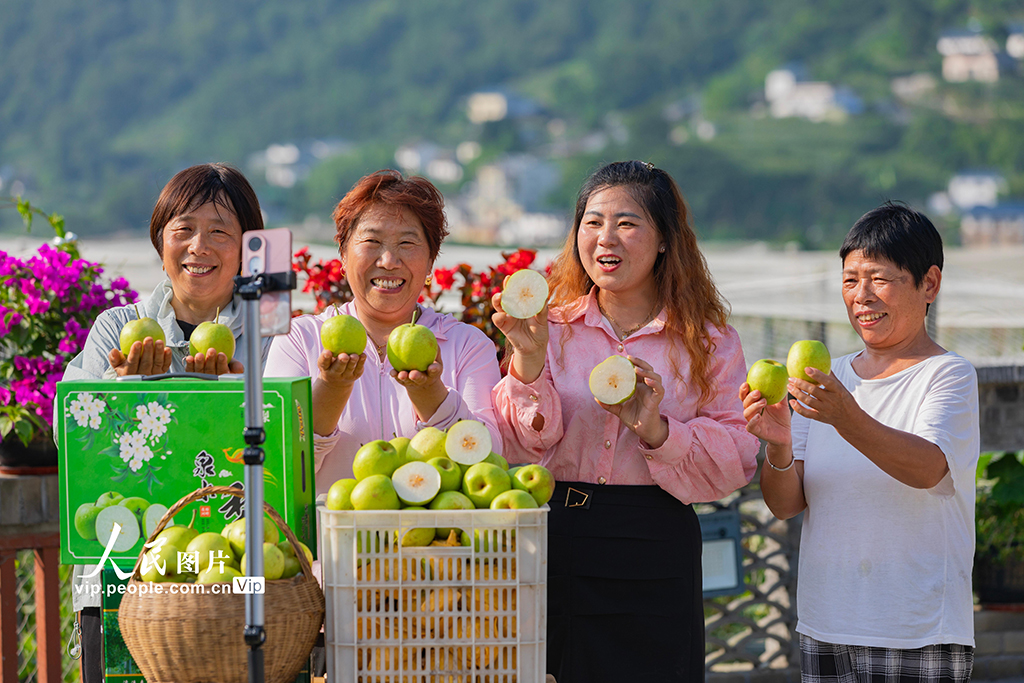 湖北秭归：泉水梨丰收【6】