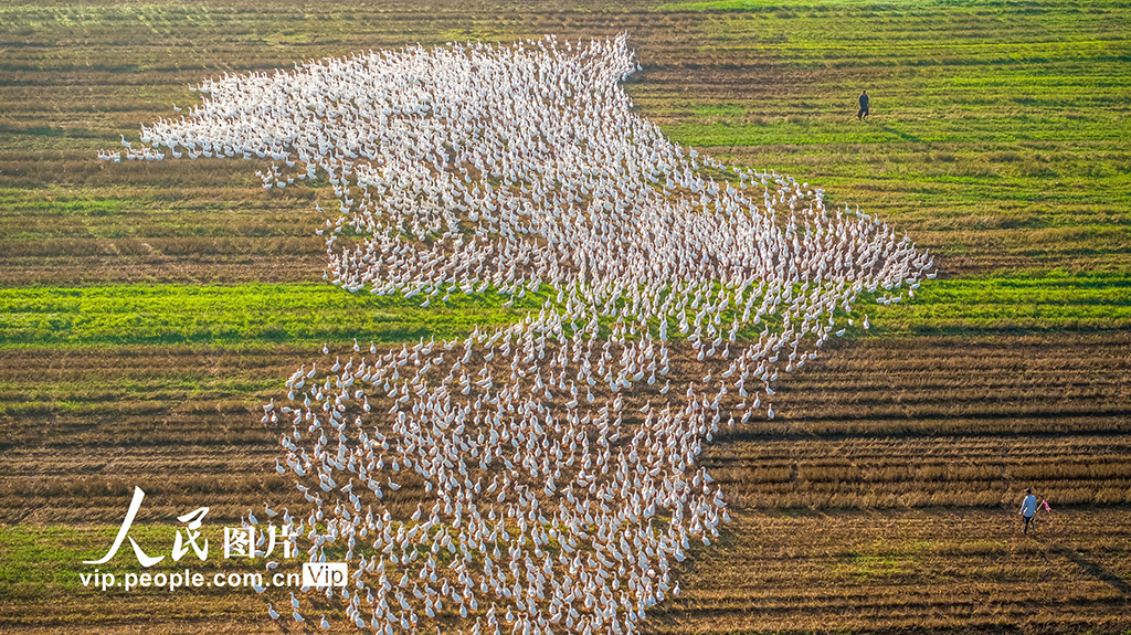 江苏沭阳：生态养鹅 助农增收【3】
