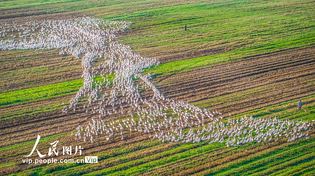 江苏沭阳:生态养鹅 助农增收【2】