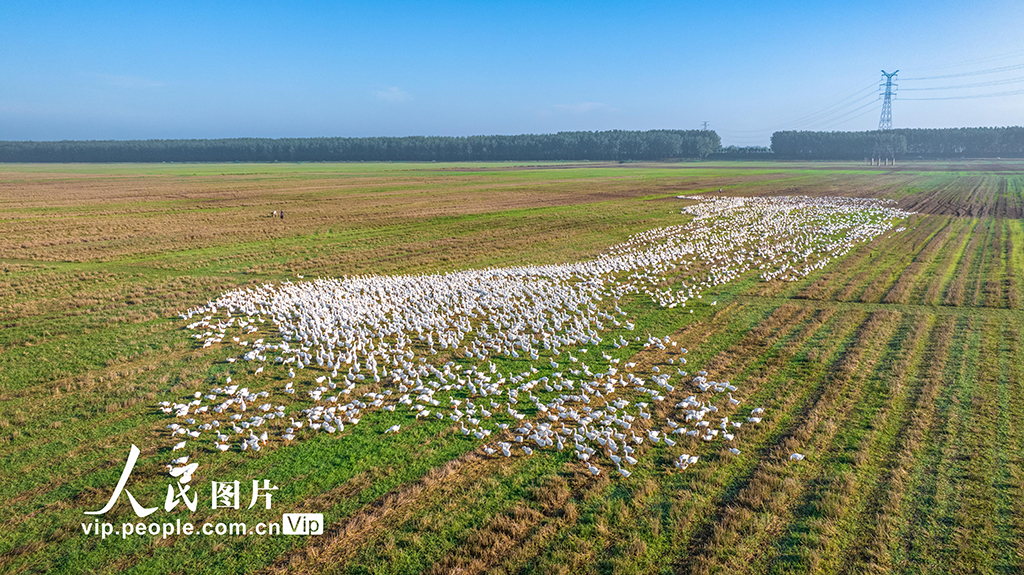江苏沭阳：生态养鹅 助农增收【5】