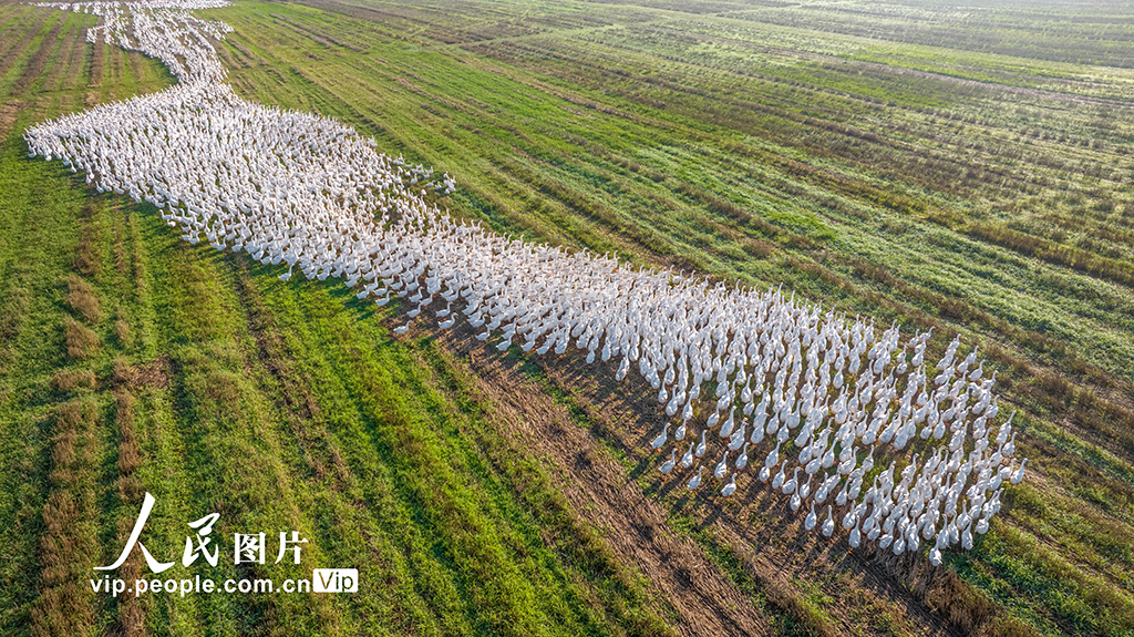 江苏沭阳：生态养鹅 助农增收【6】