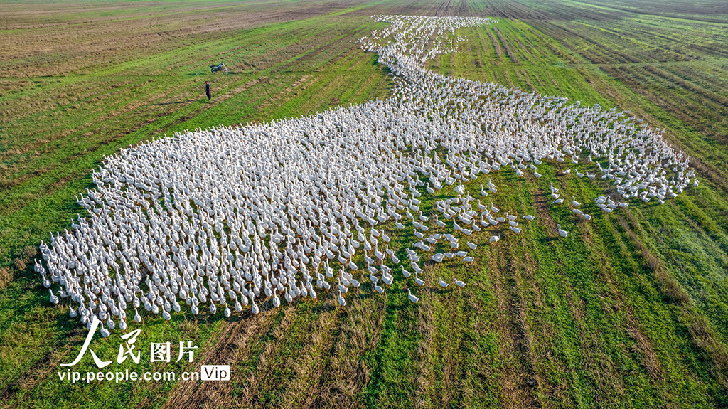 江苏沭阳：生态养鹅 助农增收【7】